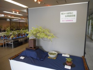 斑入り植物と古典園芸展