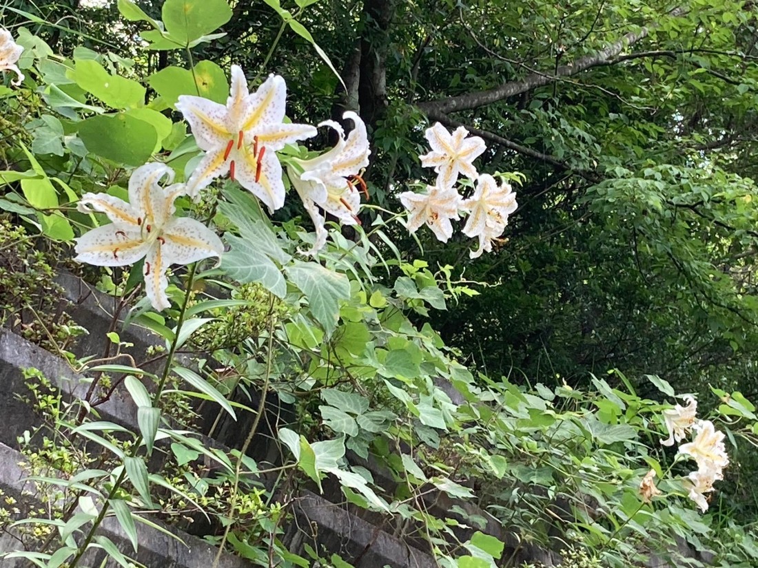 みかも山公園 7月の花