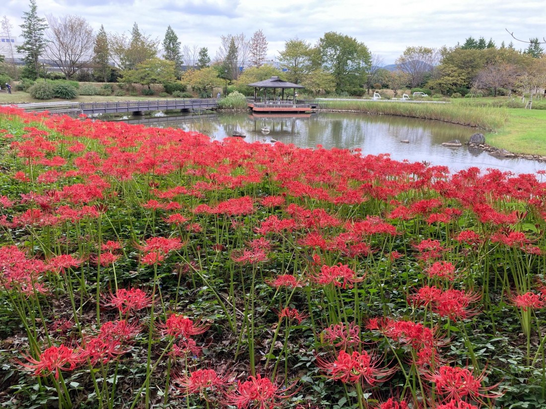 みかも山公園 9月の花