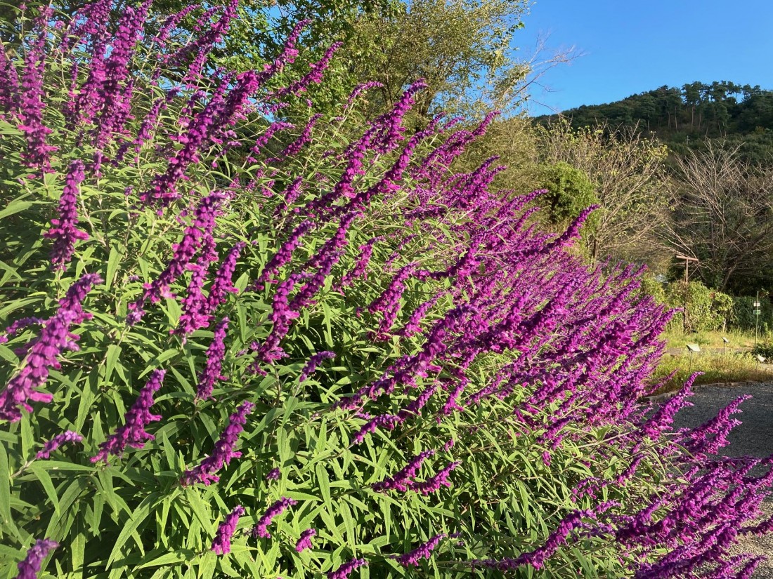 みかも山公園 10月の花