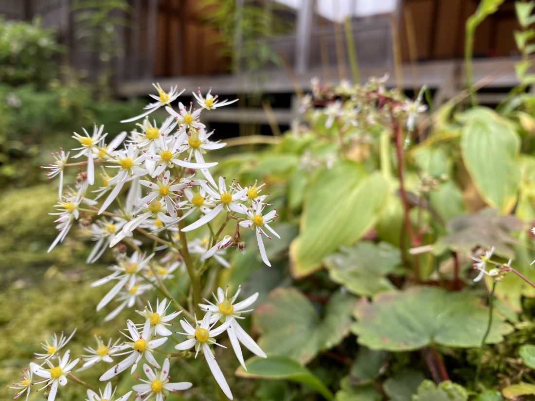 花情報　10月