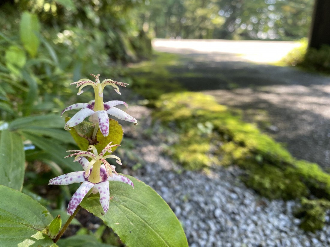 花情報 　9月