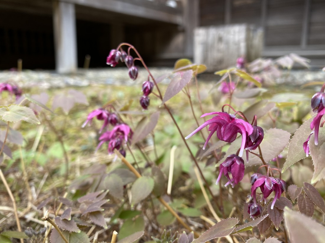 花情報　4月