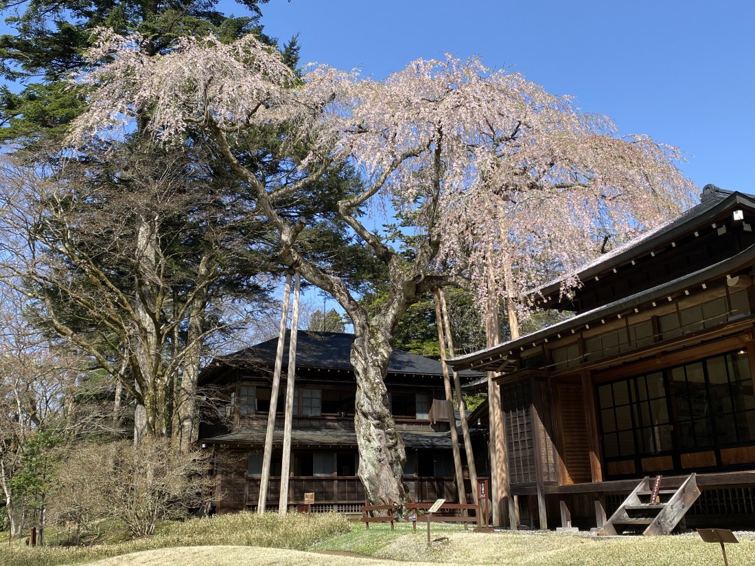 花情報「シダレザクラ」