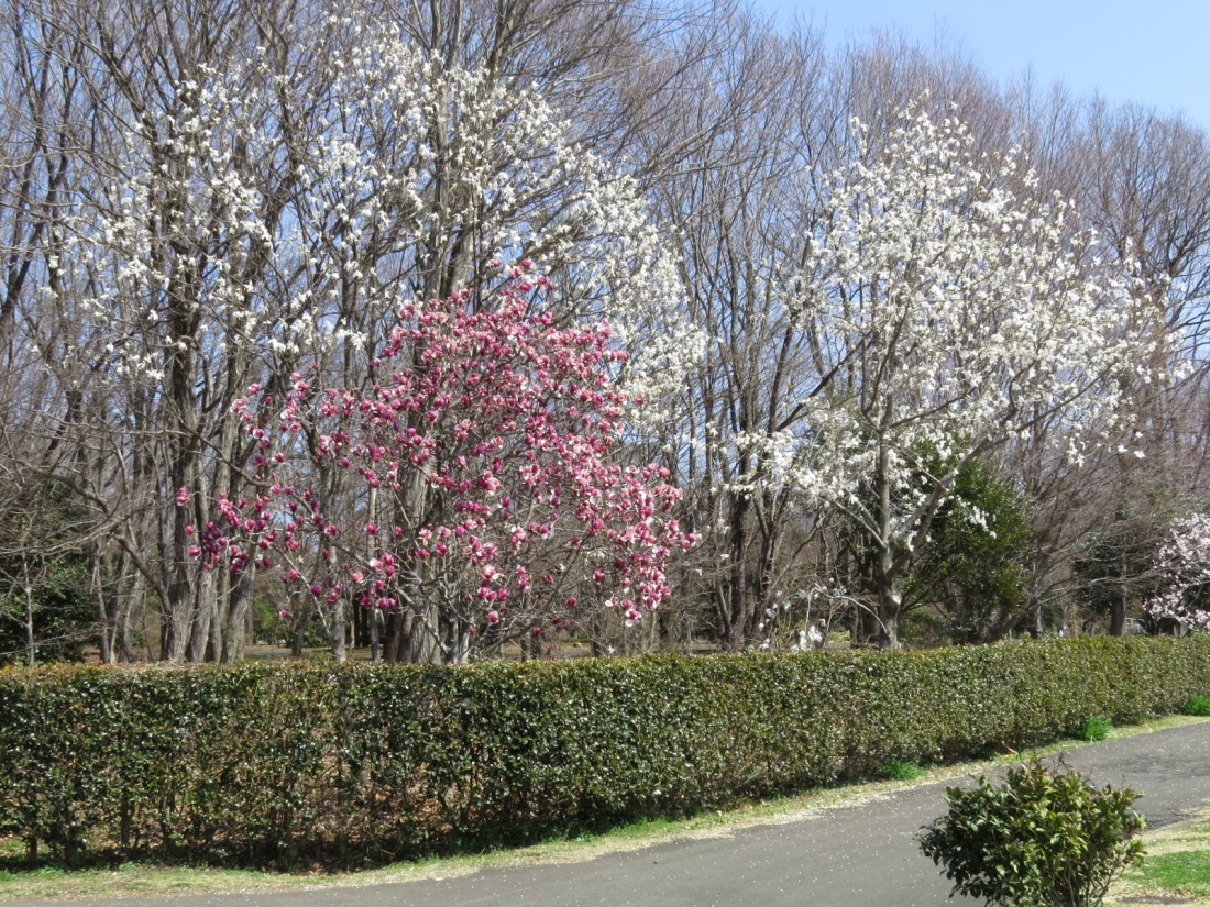 園内花情報 21 3 24 とちぎわんぱく公園