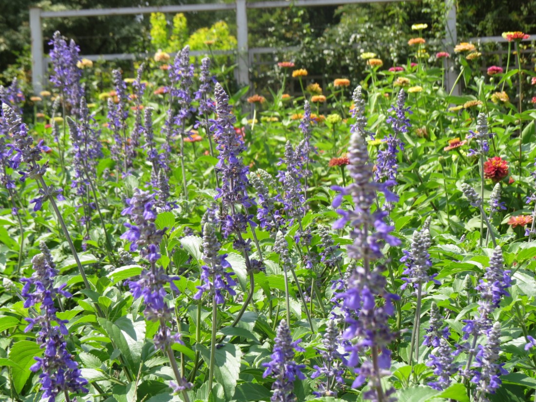 花情報 とちぎわんぱく公園