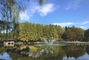 鴨と噴水と緑の公園