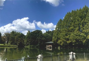 ハトと青空とみどりの公園