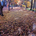 晩秋の散歩道