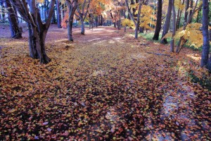 晩秋の散歩道