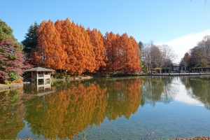 黄金のシンメトリー