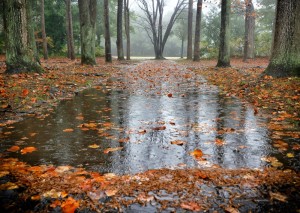 秋雨