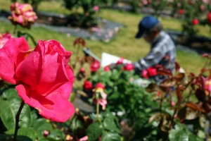 薔薇の季節