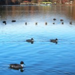 水鳥たちの季節