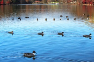 水鳥たちの季節