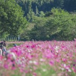 秋桜を楽しむ人々