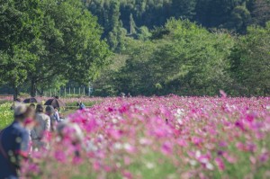 秋桜を楽しむ人々